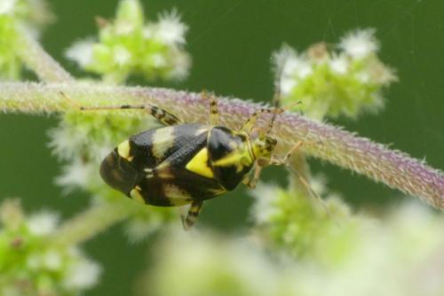 Liocoris tripustulatus